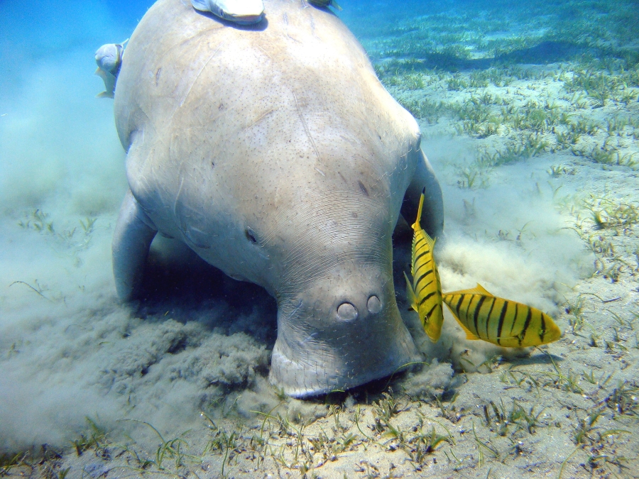 Dugong swimming in shallow waters